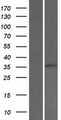 SRD5A2L / SRD5A3 Protein - Western validation with an anti-DDK antibody * L: Control HEK293 lysate R: Over-expression lysate