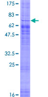 SREB / GPR85 Protein - 12.5% SDS-PAGE of human GPR85 stained with Coomassie Blue