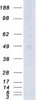 SREB / GPR85 Protein - Purified recombinant protein GPR85 was analyzed by SDS-PAGE gel and Coomassie Blue Staining