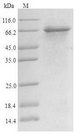 SREBF1 / SREBP-1 Protein - (Tris-Glycine gel) Discontinuous SDS-PAGE (reduced) with 5% enrichment gel and 15% separation gel.