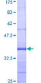 SREBF1 / SREBP-1 Protein - 12.5% SDS-PAGE Stained with Coomassie Blue.