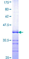 SRF / Serum Response Factor Protein - 12.5% SDS-PAGE Stained with Coomassie Blue.