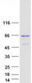 SRF / Serum Response Factor Protein - Purified recombinant protein SRF was analyzed by SDS-PAGE gel and Coomassie Blue Staining