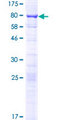 SRFBP1 Protein - 12.5% SDS-PAGE of human SRFBP1 stained with Coomassie Blue