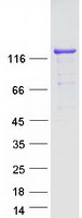 SRGAP1 Protein - Purified recombinant protein SRGAP1 was analyzed by SDS-PAGE gel and Coomassie Blue Staining