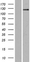 SRGAP2 Protein - Western validation with an anti-DDK antibody * L: Control HEK293 lysate R: Over-expression lysate