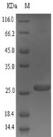 SRI / Sorcin Protein - (Tris-Glycine gel) Discontinuous SDS-PAGE (reduced) with 5% enrichment gel and 15% separation gel.