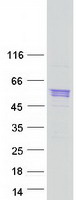 SRL / Sarcalumenin Protein - Purified recombinant protein SRL was analyzed by SDS-PAGE gel and Coomassie Blue Staining