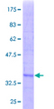 SRM / Spermidine Synthase Protein - 12.5% SDS-PAGE Stained with Coomassie Blue.