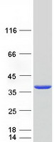 SRM / Spermidine Synthase Protein - Purified recombinant protein SRM was analyzed by SDS-PAGE gel and Coomassie Blue Staining