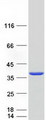SRM / Spermidine Synthase Protein - Purified recombinant protein SRM was analyzed by SDS-PAGE gel and Coomassie Blue Staining