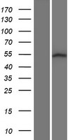 SRMS Protein - Western validation with an anti-DDK antibody * L: Control HEK293 lysate R: Over-expression lysate