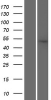 SRP54 Protein - Western validation with an anti-DDK antibody * L: Control HEK293 lysate R: Over-expression lysate