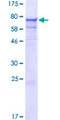 SRP54 Protein - 12.5% SDS-PAGE of human SRP54 stained with Coomassie Blue