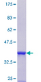 SRP54 Protein - 12.5% SDS-PAGE Stained with Coomassie Blue.