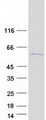 SRP54 Protein - Purified recombinant protein SRP54 was analyzed by SDS-PAGE gel and Coomassie Blue Staining