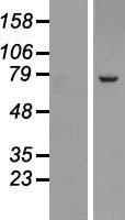 SRP72 Protein - Western validation with an anti-DDK antibody * L: Control HEK293 lysate R: Over-expression lysate