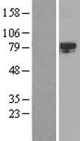 SRPK2 Protein - Western validation with an anti-DDK antibody * L: Control HEK293 lysate R: Over-expression lysate