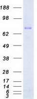 SRPK2 Protein - Purified recombinant protein SRPK2 was analyzed by SDS-PAGE gel and Coomassie Blue Staining