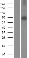 SRPK3 / MSSK1 Protein - Western validation with an anti-DDK antibody * L: Control HEK293 lysate R: Over-expression lysate