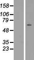 SRPK3 / MSSK1 Protein - Western validation with an anti-DDK antibody * L: Control HEK293 lysate R: Over-expression lysate