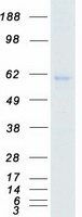 SRPK3 / MSSK1 Protein - Purified recombinant protein SRPK3 was analyzed by SDS-PAGE gel and Coomassie Blue Staining