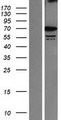 SRPR Protein - Western validation with an anti-DDK antibody * L: Control HEK293 lysate R: Over-expression lysate