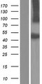 SRPX Protein - Western validation with an anti-DDK antibody * L: Control HEK293 lysate R: Over-expression lysate