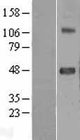 SRPX2 Protein - Western validation with an anti-DDK antibody * L: Control HEK293 lysate R: Over-expression lysate