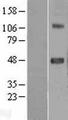 SRPX2 Protein - Western validation with an anti-DDK antibody * L: Control HEK293 lysate R: Over-expression lysate