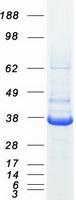SRR / Serine Racemase Protein - Purified recombinant protein SRR was analyzed by SDS-PAGE gel and Coomassie Blue Staining