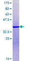 SRRM1 Protein - 12.5% SDS-PAGE Stained with Coomassie Blue.