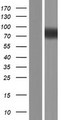 SRRM3 Protein - Western validation with an anti-DDK antibody * L: Control HEK293 lysate R: Over-expression lysate