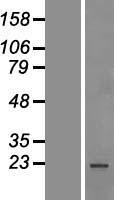 SRSF1 / SF2 Protein - Western validation with an anti-DDK antibody * L: Control HEK293 lysate R: Over-expression lysate