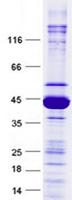 SRSF1 / SF2 Protein