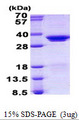 SRSF1 / SF2 Protein