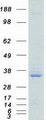 SRSF1 / SF2 Protein - Purified recombinant protein SRSF1 was analyzed by SDS-PAGE gel and Coomassie Blue Staining