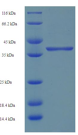 SRSF10 / FUSIP1 Protein