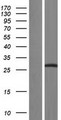 SRSF2 / SC35 Protein - Western validation with an anti-DDK antibody * L: Control HEK293 lysate R: Over-expression lysate