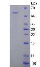 SRSF2 / SC35 Protein - Recombinant  Serine/Arginine Rich Splicing Factor 2 By SDS-PAGE