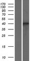 SRSF6 / SRP55 Protein - Western validation with an anti-DDK antibody * L: Control HEK293 lysate R: Over-expression lysate
