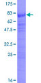SRSF6 / SRP55 Protein - 12.5% SDS-PAGE of human SFRS6 stained with Coomassie Blue