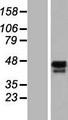 SS18 Protein - Western validation with an anti-DDK antibody * L: Control HEK293 lysate R: Over-expression lysate