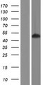 SS18L1 / CREST Protein - Western validation with an anti-DDK antibody * L: Control HEK293 lysate R: Over-expression lysate