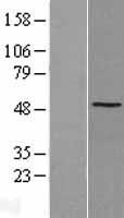 SSB / La Protein - Western validation with an anti-DDK antibody * L: Control HEK293 lysate R: Over-expression lysate