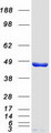 SSB / La Protein - Purified recombinant protein SSB was analyzed by SDS-PAGE gel and Coomassie Blue Staining