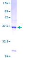 SSBP1 / mtSSB Protein - 12.5% SDS-PAGE of human SSBP1 stained with Coomassie Blue