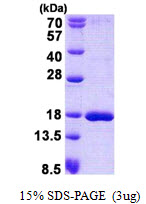 SSBP1 / mtSSB Protein