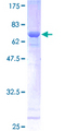 SSBP2 Protein - 12.5% SDS-PAGE of human SSBP2 stained with Coomassie Blue