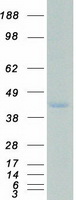 SSBP2 Protein - Purified recombinant protein SSBP2 was analyzed by SDS-PAGE gel and Coomassie Blue Staining